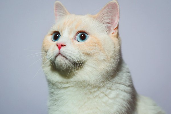 Essential Guide to Bottle-Feeding Orphaned Kittens for Optimal Nutrition and Healthy Growth