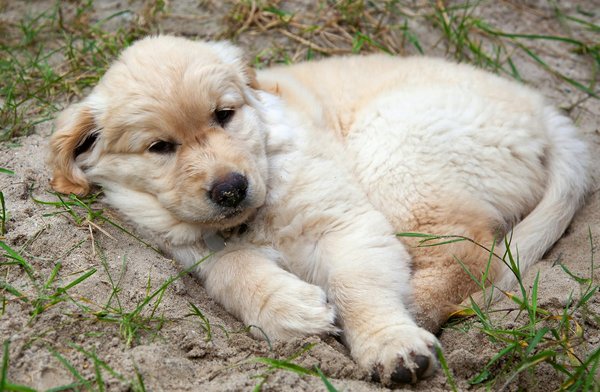 Smart solutions to alleviate separation anxiety in your newly adopted pekingese pup