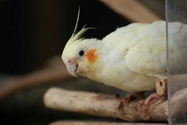 Mastering Topical Flea Treatment Application for Your Shetland Sheepdog: A Step-by-Step Guide