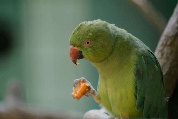 Unlocking Nature: The Role of UK Wildlife Corridors in Facilitating Species Movement Through Fragmented Habitats